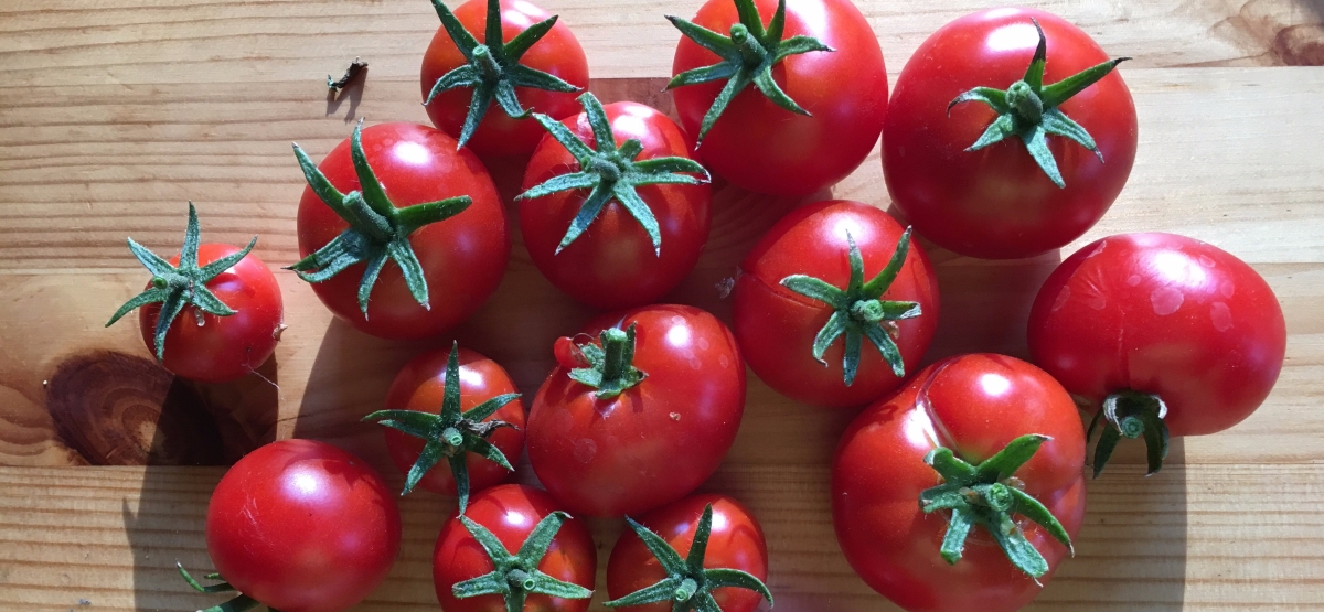 Viimane aeg – tomatitele!